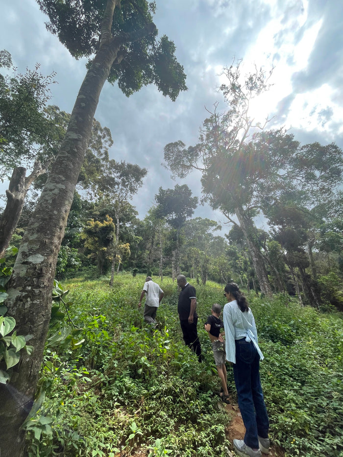Kandyan Forest